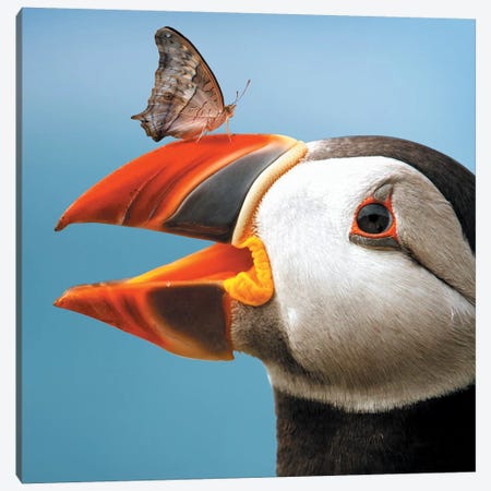 Atlantic Puffin Butterfly Canvas Print #ZGA2} by Zenja Gammer Canvas Artwork