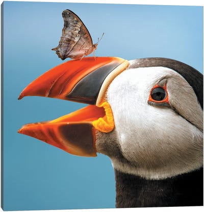 Atlantic Puffin Butterfly Canvas Art Print - Puffins