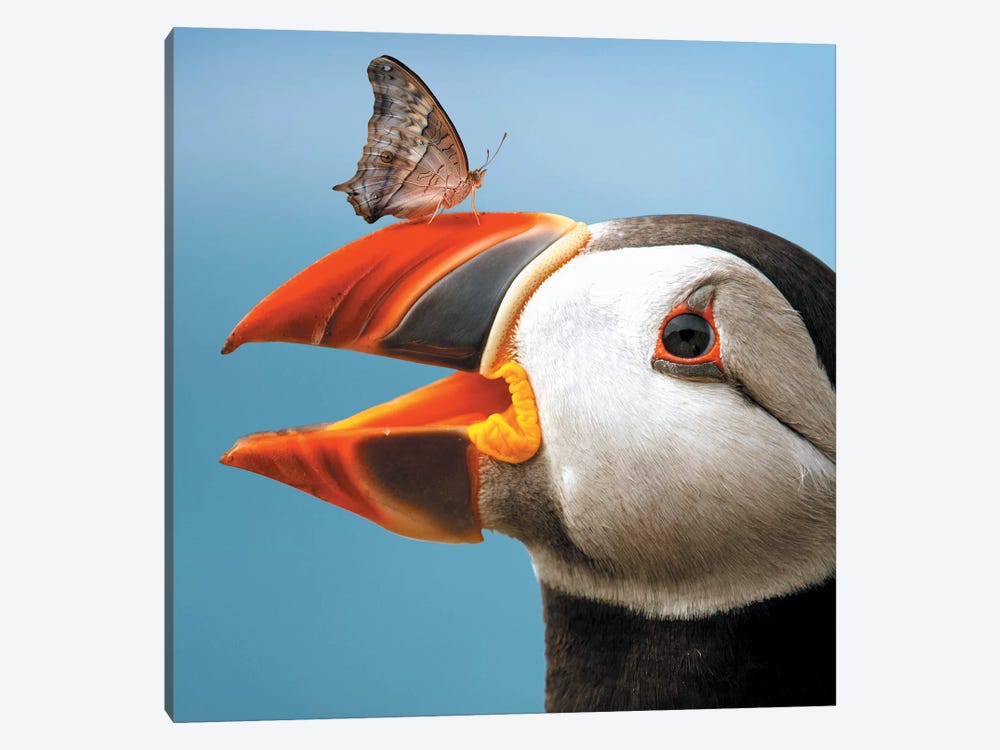 Atlantic Puffin Butterfly by Zenja Gammer 1-piece Canvas Art