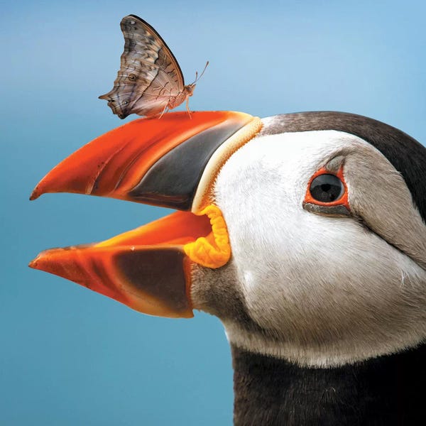 Zenja Gammer: Atlantic Puffin Butterfly by Zenja Gammer