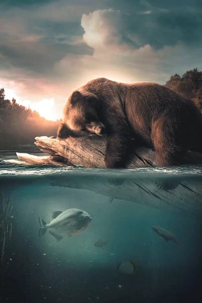 Bear Floating by Zenja Gammer acrylic art print