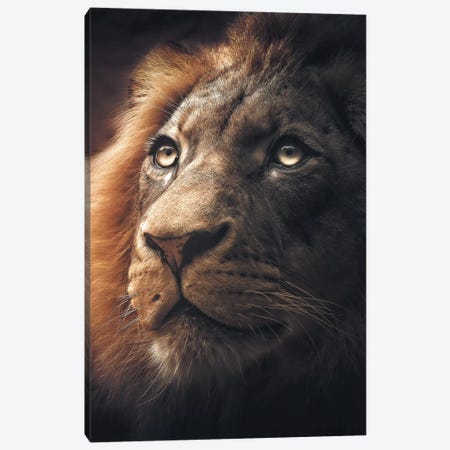 Lion Canvas Print #ZGA30} by Zenja Gammer Canvas Print
