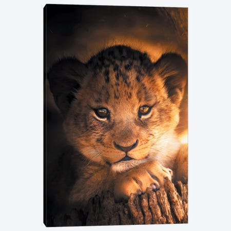 Lion Cub Canvas Print #ZGA34} by Zenja Gammer Canvas Wall Art