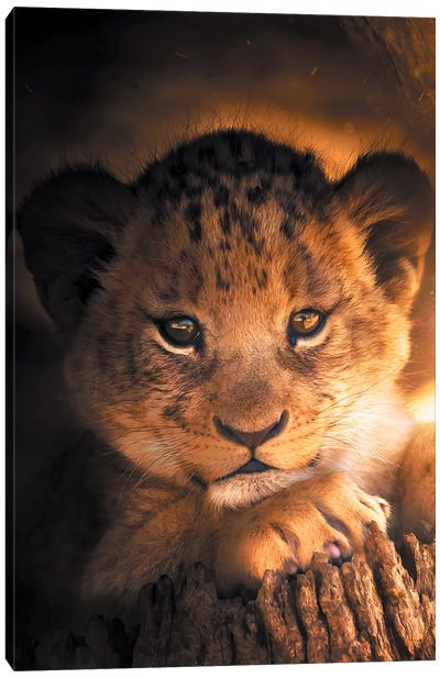 Lion Cub Canvas Art Print - Zenja Gammer