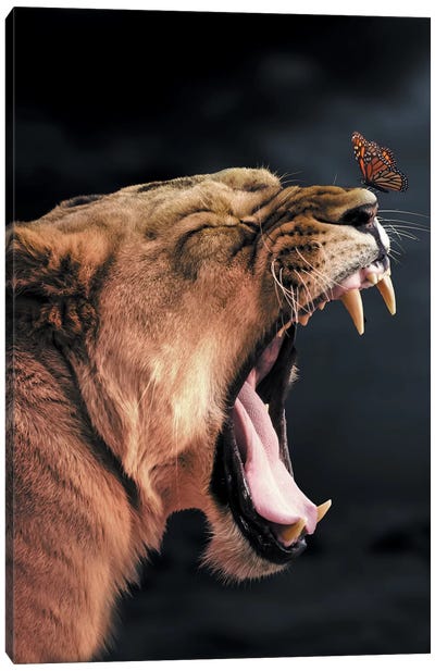 Lioness Butterfly Canvas Art Print - Monarch Metamorphosis