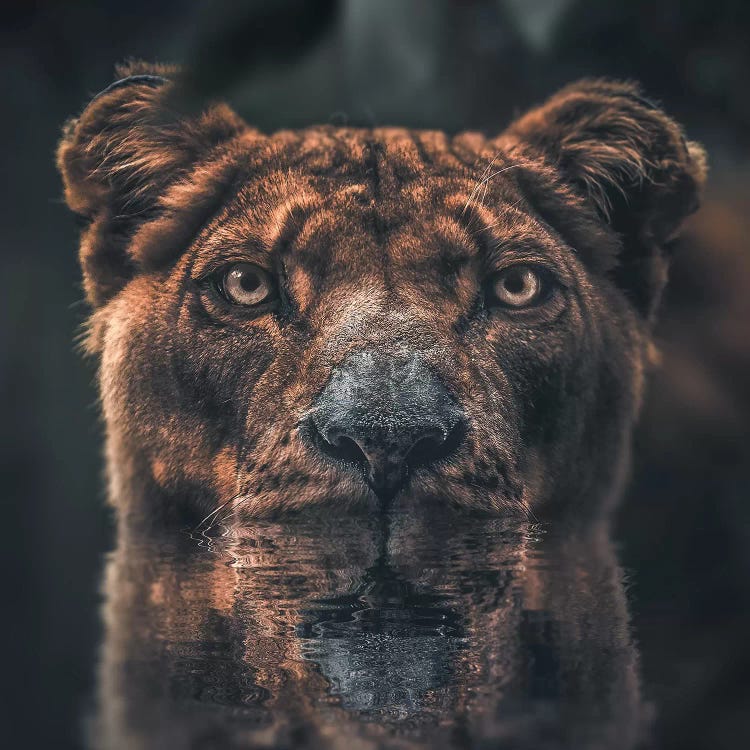 Lioness Reflection