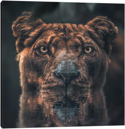 Lioness Reflection Canvas Art Print - Zenja Gammer