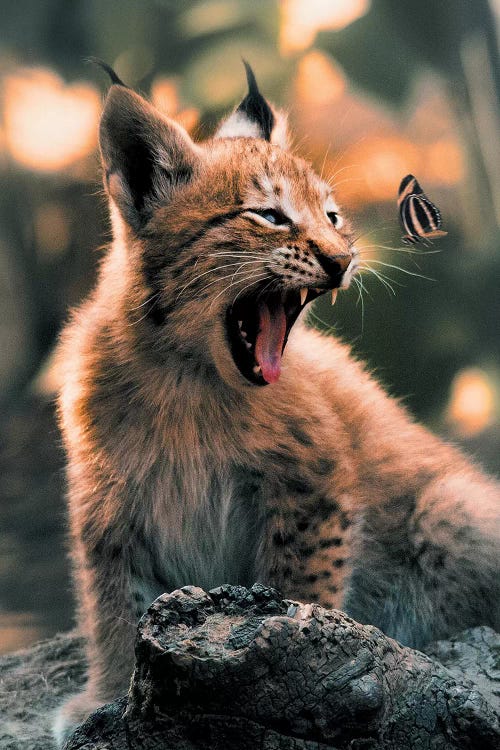 Lynx Cub Butterfly