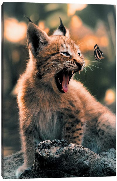 Lynx Cub Butterfly Canvas Art Print - Lynx Art