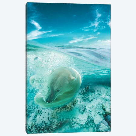 Polar Bear Swimming Canvas Print #ZGA44} by Zenja Gammer Art Print