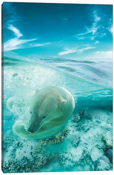 Polar Bear Swimming Canvas Art Print - Polar Bear Art
