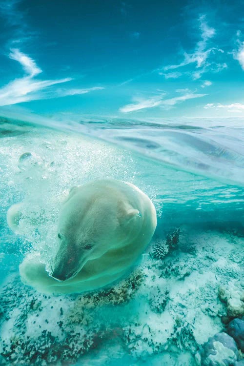 Polar Bear Swimming