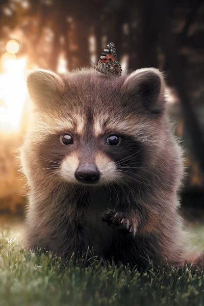 Raccoons: Raccoon Butterfly by Zenja Gammer