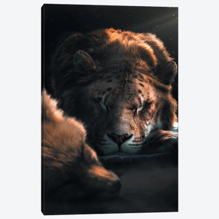 Sleeping Fox Lion Canvas Print #ZGA47} by Zenja Gammer Art Print
