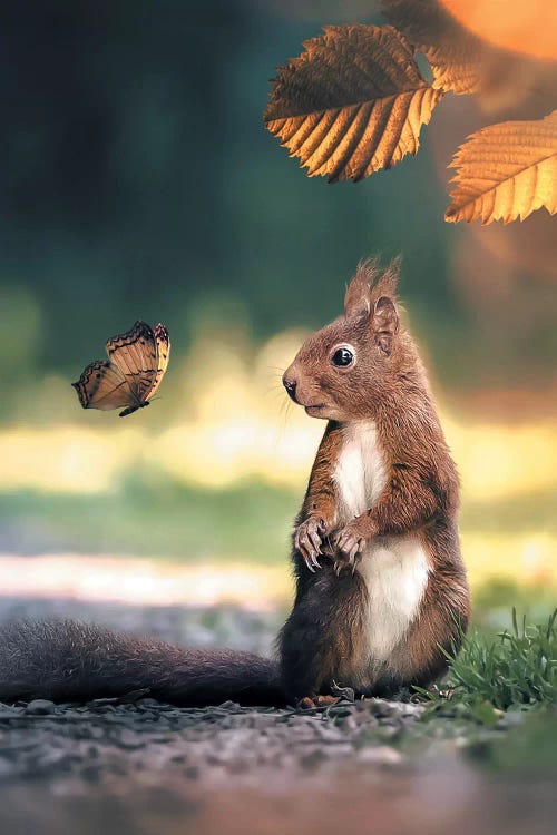 Squirrel Butterfly by Zenja Gammer wall art