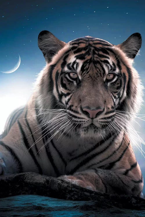 Tiger Moon