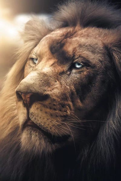 Lions: Lion Boss by Zenja Gammer