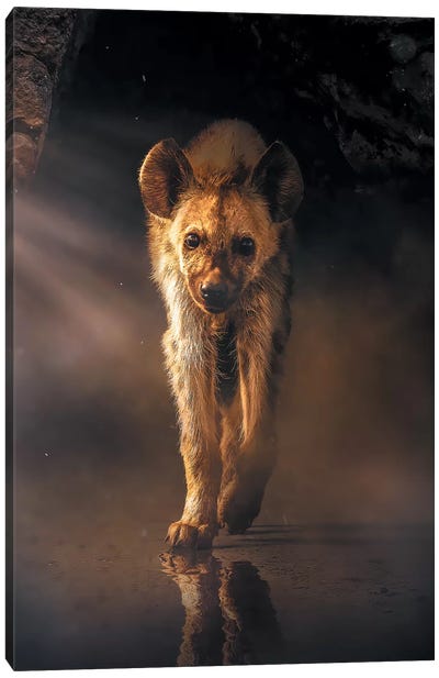 The Lonely Hyena Canvas Art Print - Zenja Gammer