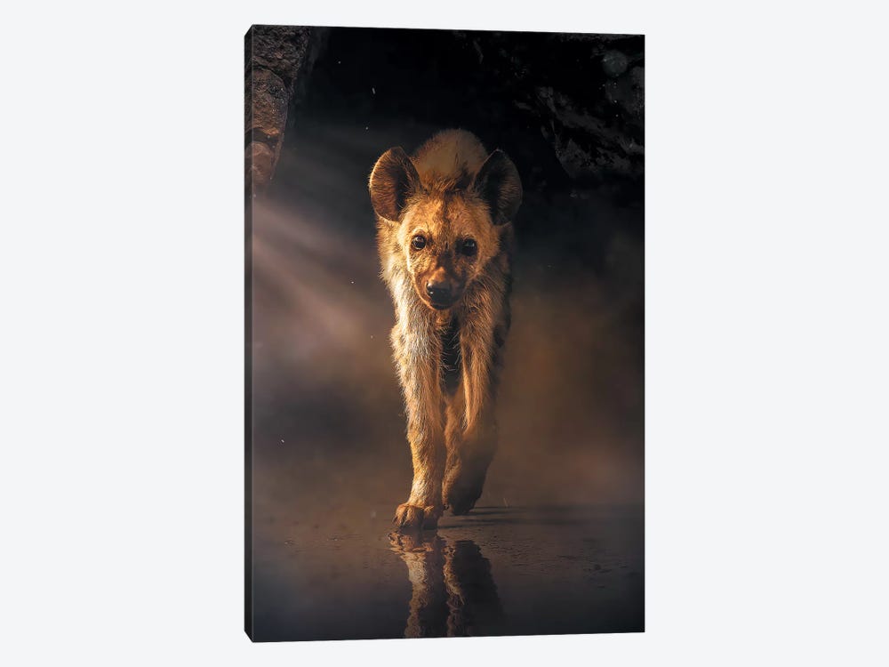 The Lonely Hyena by Zenja Gammer 1-piece Canvas Wall Art