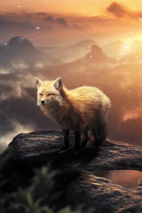 arctic sunrise fox