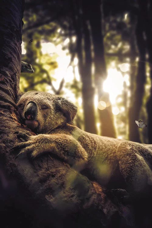 Sleeping Koala