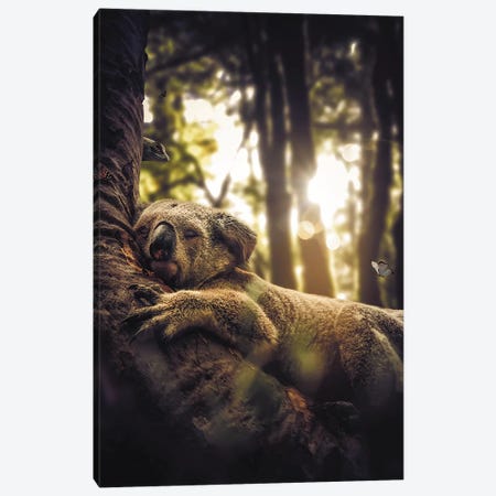 Sleeping Koala Canvas Print #ZGA72} by Zenja Gammer Art Print