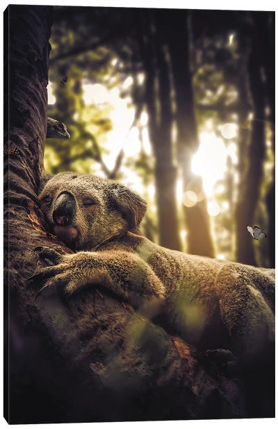 Sleeping Koala Canvas Art Print - Koala Art