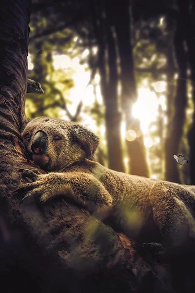 Koalas: Sleeping Koala by Zenja Gammer