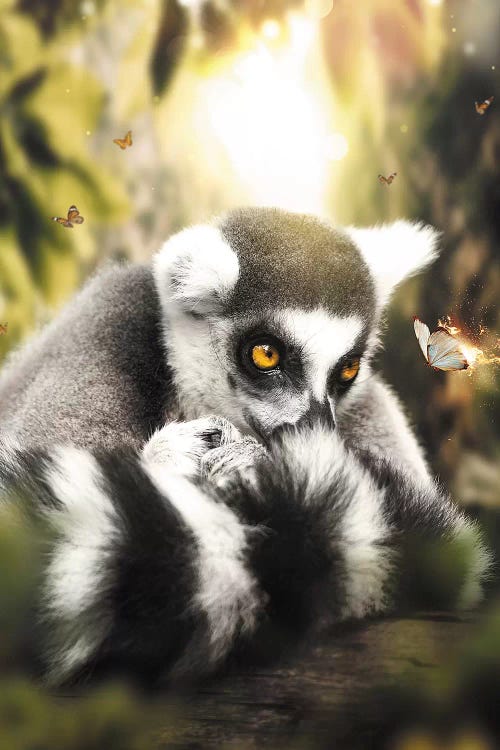 The Lemur & Burning Butterfly