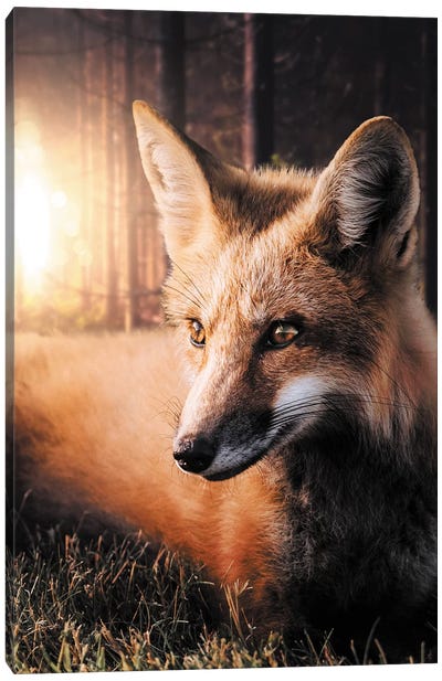 The Fox In The Forest Canvas Art Print - Zenja Gammer