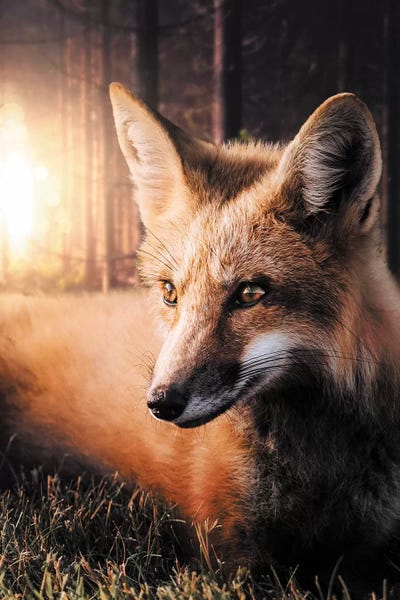 Foxes: The Fox In The Forest by Zenja Gammer