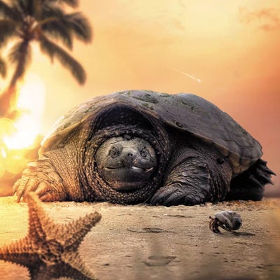 Tortoise by Zenja Gammer canvas print