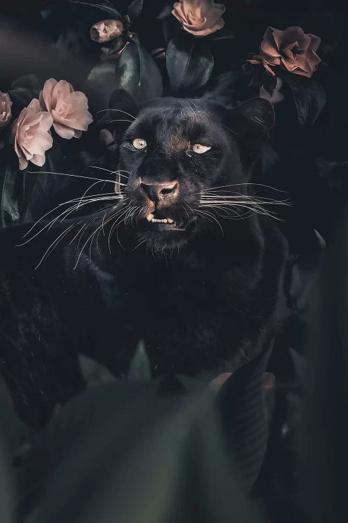 Black Panther by Zenja Gammer wall art