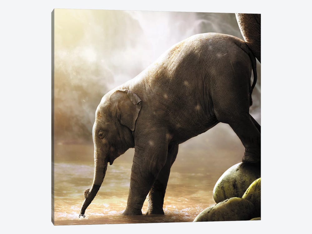 Baby Elephant by Zenja Gammer 1-piece Canvas Wall Art