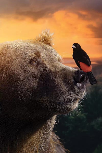 Brown Bears: The Bear & Bird by Zenja Gammer