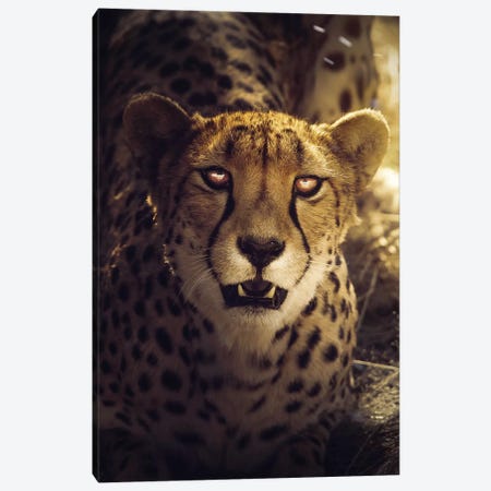 The Cheetah Canvas Print #ZGA88} by Zenja Gammer Canvas Art