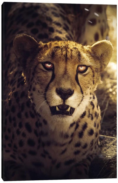 The Cheetah Canvas Art Print - Cheetah Art