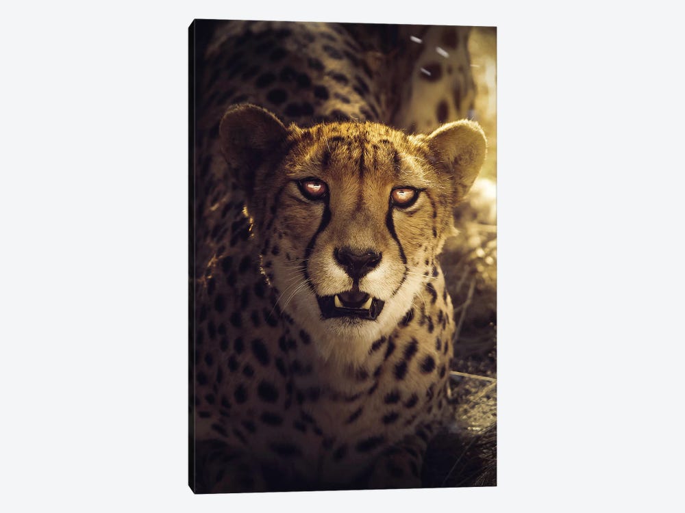The Cheetah by Zenja Gammer 1-piece Canvas Print