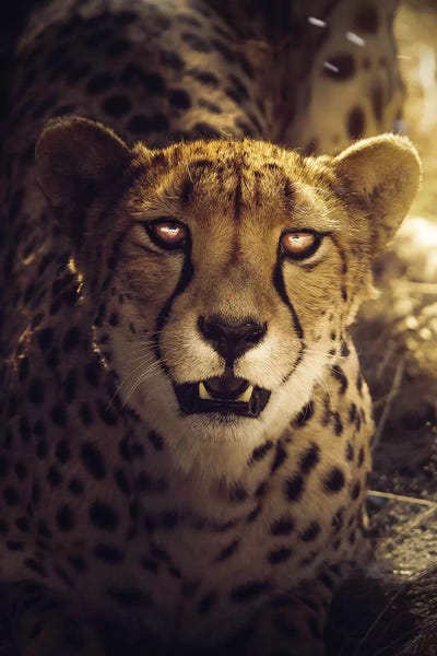 Cheetahs: The Cheetah by Zenja Gammer