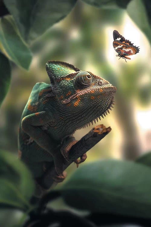 Chameleon Butterfly