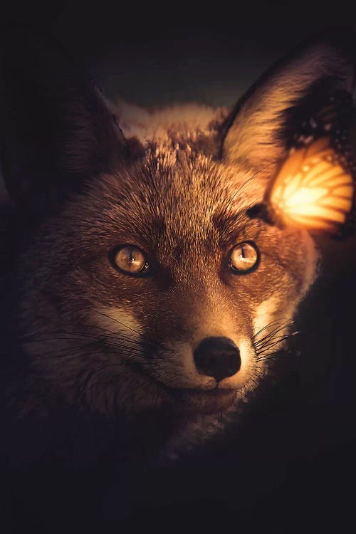 The Fox And Glowing Butterfly