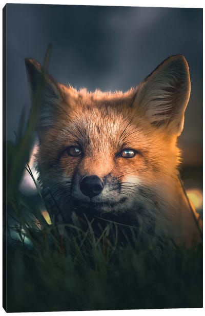 The Fox At Night Canvas Art Print - Zenja Gammer