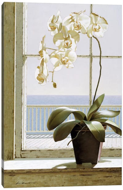 Flower In Window Canvas Art Print - Orchid Art