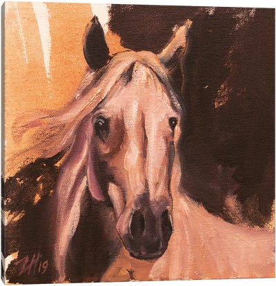 Equine Head Arab White (Study 3) 2019 Canvas Art Print - Zil Hoque
