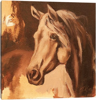 Equine Head Arab White (study 26) 2019 Canvas Art Print - Zil Hoque