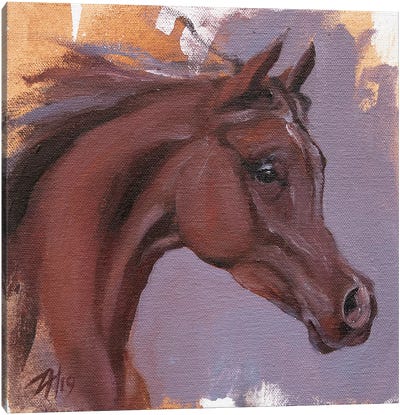 Equine Head Arab Chestnut (study 22) Canvas Art Print - Zil Hoque