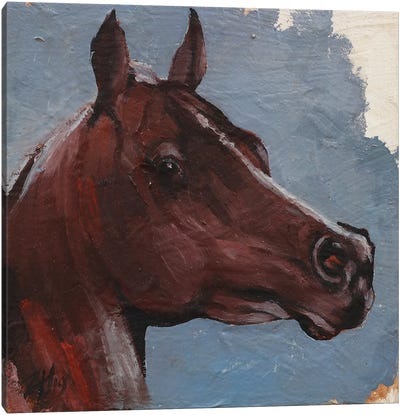 Equine Head Arab Chestnut (study 90) Canvas Art Print - Zil Hoque
