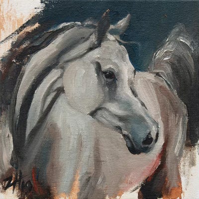 Equine Head Arab White (study 1) by Zil Hoque canvas print