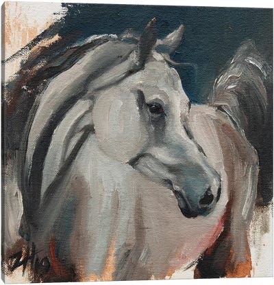 Equine Head Arab White (study 1) Canvas Art Print