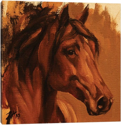Equine Head Arab Chestnut (study 27) Canvas Art Print - Zil Hoque